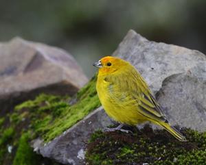 utils/thumbs/Thraupidae/Sicalis_PCqkL2beRBNnHV9tVcV9Lo.jpg
