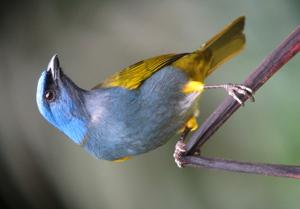 Sporathraupis cyanocephala