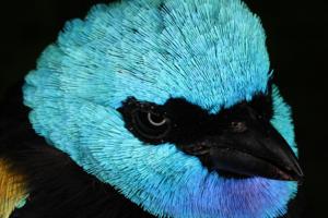 Stilpnia cyanicollis