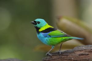 Tangara seledon