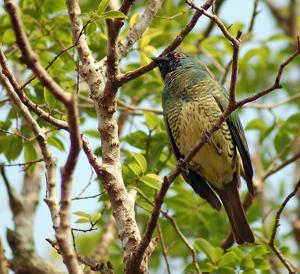 Tersina viridis
