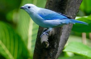 utils/thumbs/Thraupidae/Thraupis_gU7ZcjwhwAyp9SLP4sysnN.jpg