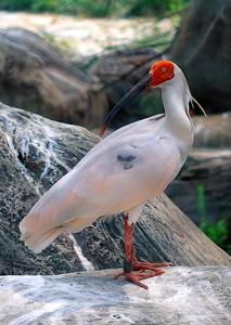 utils/thumbs/Threskiornithidae/Nipponia_G6EigDXgkQaCxKxJ9vf7sJ.jpg