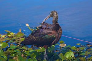 Plegadis falcinellus