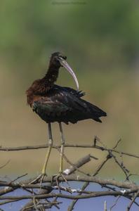 Plegadis falcinellus