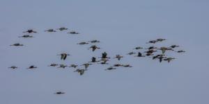 Plegadis falcinellus