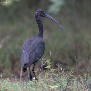 Plegadis falcinellus