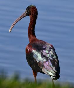 Plegadis falcinellus