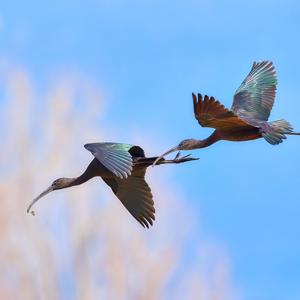 Plegadis falcinellus