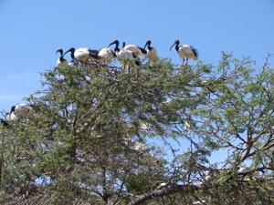 Threskiornis aethiopicus