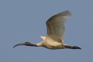 Threskiornis melanocephalus