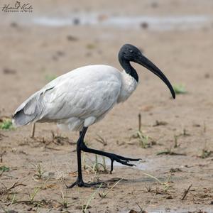 Threskiornis melanocephalus