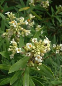 utils/thumbs/Thymelaeaceae/Daphne_oCwopjn6Zq8UBy4KrPdekS.jpg