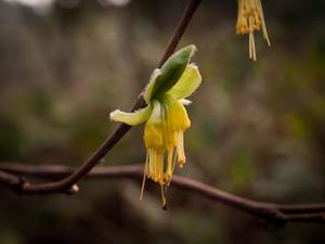 utils/thumbs/Thymelaeaceae/Dirca_7WodzQpj2sDjNWCt9Cuhut.jpg