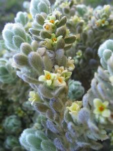 utils/thumbs/Thymelaeaceae/Thymelaea_RGgWyf3hr5MPyZYrZLpCY3.jpg