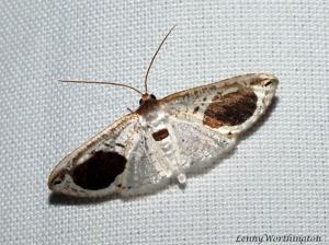 utils/thumbs/Thyrididae/Calindoea_6TuLA3Qh4GyFQvquLbA2Kh.jpg