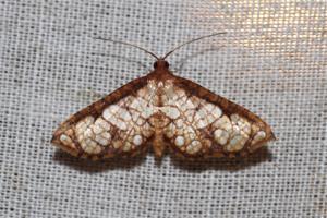 utils/thumbs/Thyrididae/Hypolamprus_VDQwYe8cFHNgAtPa4b25NQ.jpg