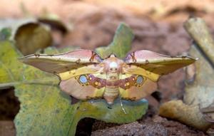 utils/thumbs/Thyrididae/Siculodes_LYjFjPZAaQEaoiwn8k9hiN.jpg