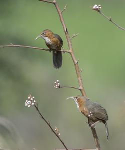 Erythrogenys erythrogenys