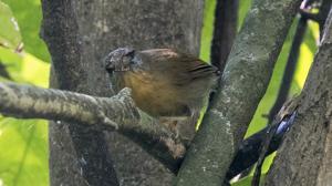 utils/thumbs/Timaliidae/Mixornis_hMDwK5sEZcjLqpZJSZ4Jba.jpg