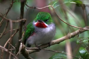 Todus angustirostris