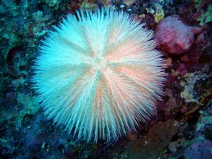 utils/thumbs/Toxopneustidae/Pseudoboletia_mVTuyaewrHesVWGP8BRFjX.jpg