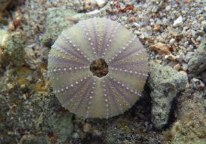 Tripneustes gratilla