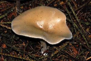 Clitocybe diatreta