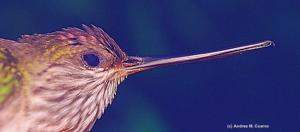 Androdon aequatorialis