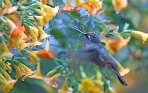 utils/thumbs/Trochilidae/Anthocephala_nEZmStiDTzhpqajYUh8TeV.jpg