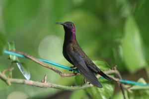 Anthracothorax mango