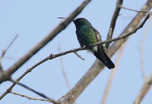 utils/thumbs/Trochilidae/Anthracothorax_AC7MjwBp5La2EMjqfMqt36.jpg