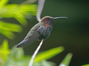 Anthracothorax mango