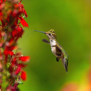 Archilochus colubris