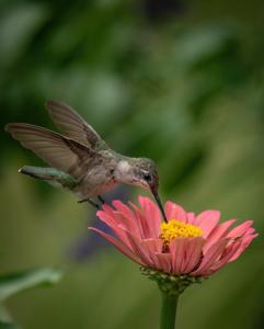 Archilochus colubris