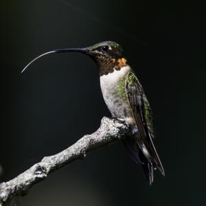 utils/thumbs/Trochilidae/Archilochus_WKoJgeb6gWBiYUyPJ94ypM.jpg