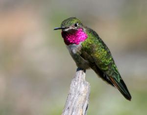 Archilochus colubris