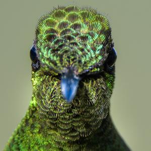 Boissonneaua flavescens