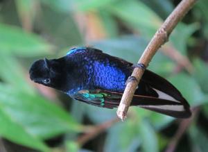 Boissonneaua jardini