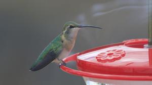 utils/thumbs/Trochilidae/Calothorax_EadKPc3Nc2Ec9ewmnB4wu4.jpg