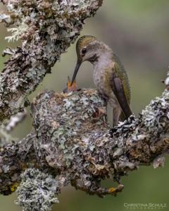 Calypte anna