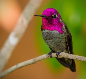 utils/thumbs/Trochilidae/Calypte_JJNrgurrGduugQxjfYD8XP.jpg