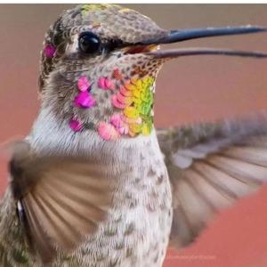Calypte anna