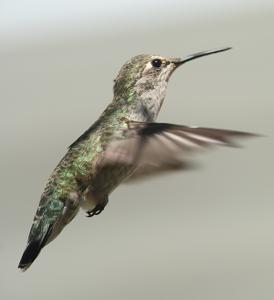 Calypte anna