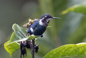 Chaetocercus heliodor