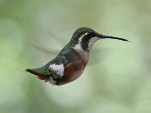 Chaetocercus mulsant