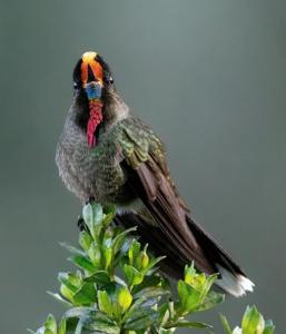 Chalcostigma herrani