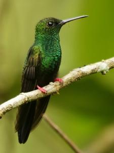 utils/thumbs/Trochilidae/Chalybura_VDg3ySJbYizoaqLUQkU9yv.jpg