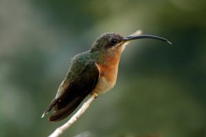 Glaucis hirsutus