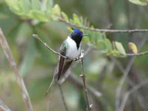 utils/thumbs/Trochilidae/Heliactin_39xciyx862bLzxWDenppPG.jpg